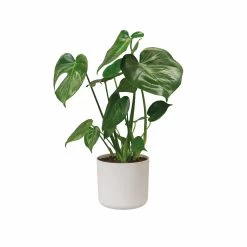 Elho Blumentopf B. For Soft Rund D25 Cm Weiß 11 Elho Blumentopf B. For Soft Rund D25 Cm Weiß -Blumen Verkauf 120122 elho blumentopf bforsoft rund weiss d30 3cm