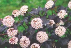Physocarpus Opulifolius 'Diabolo' (Virginia-Blasenspiere)