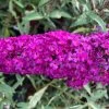 Buddleja Davidii 'Royal Red' (Sommerflieder)