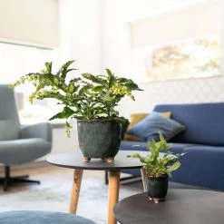 Keramik-Blumentopf Kaat D16 Cm Petrol Auslaufmodell -Blumen Verkauf 153933 tersteege tsindoor blumentopf kaat petrol d16cm zwei set mit pflanze 2