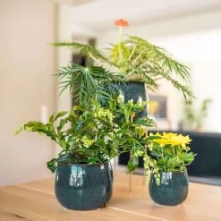 Keramik-Blumentopf Odile D8 Cm Petrol 6 Keramik-Blumentopf Odile D8 Cm Petrol -Blumen Verkauf 154187 tersteege tsindoor keramik blumentopf odile petrol 3er set