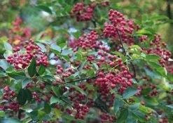 Zanthoxylum Simulans (Szechuanpfeffer)