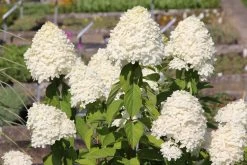 Hydrangea Paniculata 'Limelight' -S- (Rispenhortensie)