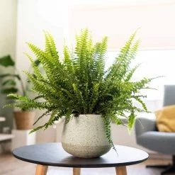 Keramik-Blumentopf Iris D12,5 Cm Sand Auslaufmodell -Blumen Verkauf 178602 tsi blumentopf iris sand 12 5cm mit farn