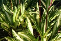 Hosta 'Cherry Berry' (Funkie | Herzblattlilie)