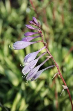 Blumen Verkauf -Blumen Verkauf 2000265 Hosta 20Cherry 20Berry Funkie 20 20Herzblattlilie 2 a9bc4efe f4f8 47d3 bc7b 79aad76ef54e