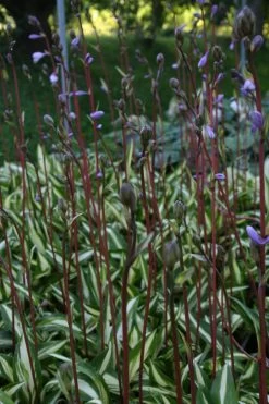 Hosta 'Cherry Berry' (Funkie | Herzblattlilie) -Blumen Verkauf 2000265 Hosta 20Cherry 20Berry Funkie 20 20Herzblattlilie 3 b56ef04f 7eff 4fc9 b378 3b1ccb0f9f19