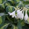 Hosta 'Great Expectations' (Funkie | Herzblattlilie)