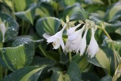 Hosta 'Great Expectations' (Funkie | Herzblattlilie)