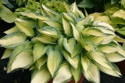 Hosta 'June' (Funkie | Herzblattlilie) -Blumen Verkauf 2000279 Hosta 20June Funkie 20 20Herzblattlilie 1