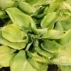 Hosta 'Sum And Substance' (Funkie | Herzblatt-Lilie) -Blumen Verkauf 2000288 Hosta 20Sum 20and 20Substance Funkie 20 20Herzblatt Lilie 1