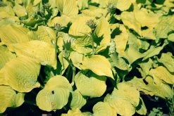 Blumen Verkauf -Blumen Verkauf 2000288 Hosta 20Sum 20and 20Substance Funkie 20 20Herzblatt Lilie 2