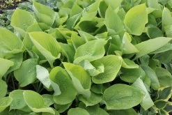 Hosta 'Sum And Substance' (Funkie | Herzblatt-Lilie) -Blumen Verkauf 2000288 Hosta 20Sum 20and 20Substance Funkie 20 20Herzblatt Lilie 3