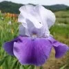 Iris Barbata-Elatior 'Helen Von Zeppelin' (Hohe Bartschwertlilie)