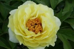 Paeonia Lutea-Hybr. 'High Noon' (Strauchpfingstrose)