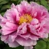 Paeonia Suffruticosa 'Shimanofuji' (Strauchpfingstrose 'Insel Glyzinie')