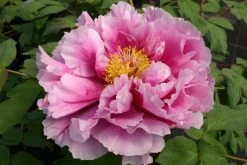 Paeonia Suffruticosa 'Shimanofuji' (Strauchpfingstrose 'Insel Glyzinie')