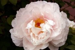 Paeonia Suffruticosa 'Teni' (Strauchpfingstrose)