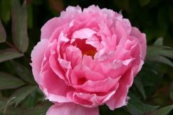Paeonia Suffruticosa 'Yachiyo Tsubaki' (Strauchpfingstrose 'Unvergängliche Kamelie')