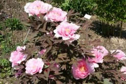 Paeonia Suffruticosa 'Yachiyo Tsubaki' (Strauchpfingstrose 'Unvergängliche Kamelie') -Blumen Verkauf 2000666 Paeonia 20suffruticosa 20Yachiyo 20Tsubaki Strauchpfingstrose 20Unvergaengliche 20Kamelie 5