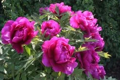 Paeonia Suffruticosa 'Shima Daijin' (Strauchpfingstrose 'Neuer Blumenminister') 14 Paeonia Suffruticosa 'Shima Daijin' (Strauchpfingstrose 'Neuer Blumenminister') -Blumen Verkauf 2000723 Paeonia 20suffruticosa 20Shima 20Daijin Strauchpfingstrose 20Neuer 20Blumenminister 6