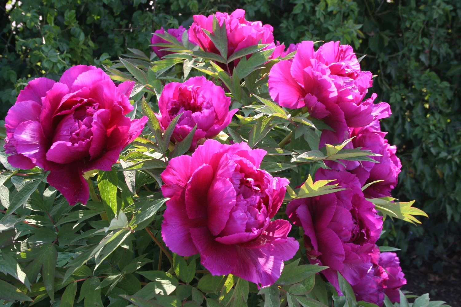 Paeonia Suffruticosa 'Shima Daijin' (Strauchpfingstrose 'Neuer Blumenminister') 8 Paeonia Suffruticosa 'Shima Daijin' (Strauchpfingstrose 'Neuer Blumenminister') – Bild 6