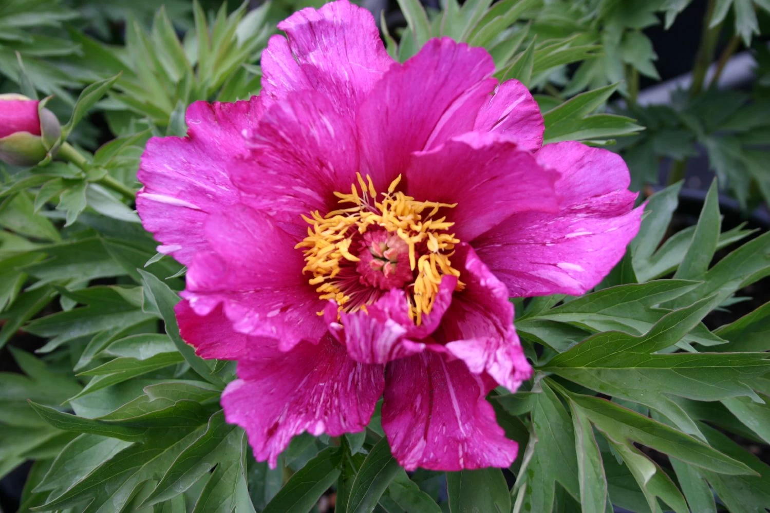 Blumen Verkauf -Blumen Verkauf 2000741 Paeonia 20Itoh Hybride 20Morning 20Lilac Intersektionelle 20Pfingstrose 1