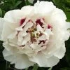 Paeonia Rockii 'Gui Fu Ren' (Strauchpfingstrose 'Edelfrau')