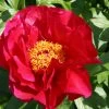 Paeonia Lactiflora 'Postillion' (Staudenpfingstrose) -Blumen Verkauf 2000947 Paeonia 20lactiflora 20Postillion Staudenpfingstrose 1 3402ee99 cad0 485e a70f d120b5bd3e9f