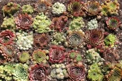 Sempervivum-Sortiment 20 Verschiedene Sorten (Garten-Hauswurz)