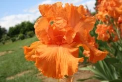 Iris Barbata-Elatior 'Coup De Soleil' (Hohe Bartschwertlilie)