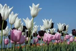 Tulpenmischung 'Kühle Diva' (Garten-Tulpenmischung)