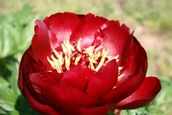 Paeonia Lactiflora 'Buckeye Belle' (Staudenpfingstrose)