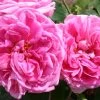 Rose 'Gertrude Jekyll' (Englische Rose)