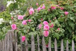 Rose 'Gertrude Jekyll' (Englische Rose) -Blumen Verkauf 2001635 Rose 20Gertrude 20Jekyll Englische 20Rose 2