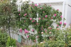 Rose 'Gertrude Jekyll' (Englische Rose) -Blumen Verkauf 2001635 Rose 20Gertrude 20Jekyll Englische 20Rose 3