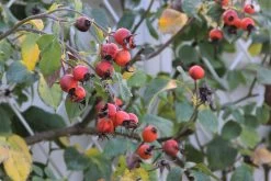 Rose 'Gertrude Jekyll' (Englische Rose) -Blumen Verkauf 2001635 Rose 20Gertrude 20Jekyll Englische 20Rose 4