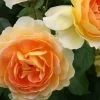 Rose 'Molineux' (Englische Rose) -Blumen Verkauf 2001640 Rose 20Molineux Englische 20Rose 1
