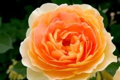 Rose 'Molineux' (Englische Rose) -Blumen Verkauf 2001640 Rose 20Molineux Englische 20Rose 2