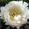 Paeonia Itoh-Hybride 'White Emperor' (Intersektionelle Pfingstrose) -Blumen Verkauf 2001771 Paeonia 20Itoh Hybride 20White 20Emperor Intersektionelle 20Pfingstrose 1