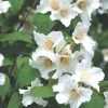 Philadelphus 'Belle Etoile' (Falscher Jasmin | Bauernjasmin) -Blumen Verkauf 2001800 Philadelphus 20Belle 20Etoile Falscher 20Jasmin 20 20Bauernjasmin 1