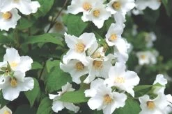 Philadelphus 'Belle Etoile' (Falscher Jasmin | Bauernjasmin)