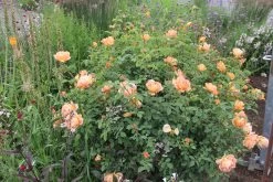 Rose 'Lady Emma Hamilton' (Englische Rose) 5 Rose 'Lady Emma Hamilton' (Englische Rose) -Blumen Verkauf 2001929 Rose 20Lady 20Emma 20Hamilton Englische 20Rose 2