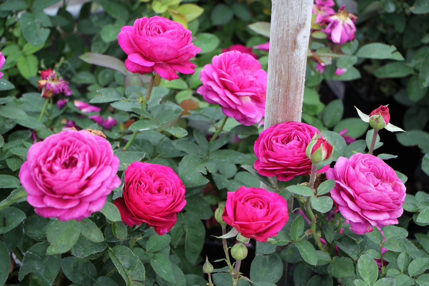 Rose 'Heidi Klum' (Zwergrose | Patiorose) 4 Rose 'Heidi Klum' (Zwergrose | Patiorose) – Bild 2