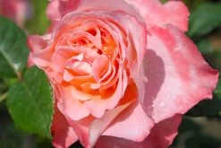 Rose 'Augusta Luise' (Edelrose)