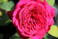 Rose 'Johann Wolfgang Von Goethe' (Edelrose)