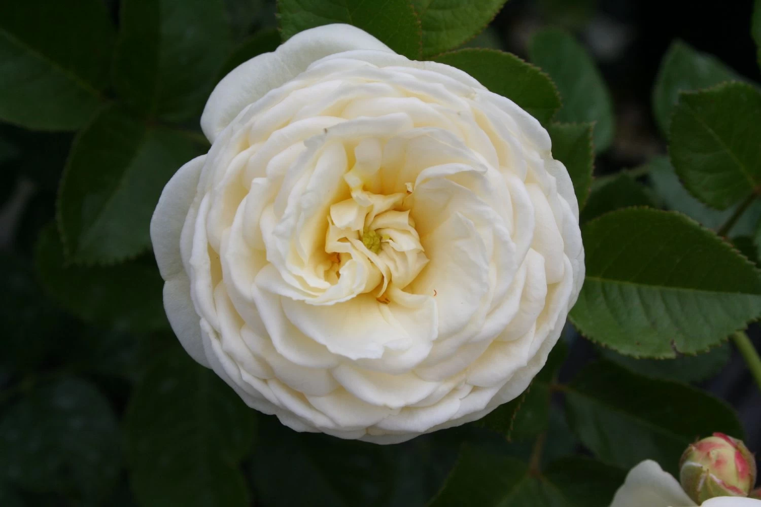 Rose 'Artemis' (Strauchrose) 5 Rose 'Artemis' (Strauchrose) – Bild 3