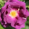 Rose 'Rhapsody In Blue' (Strauchrose) -Blumen Verkauf 2002012 Rose 20Rhapsody 20in 20Blue Strauchrose 1 5063c285 906a 4cdf afc6 714154f3156b