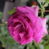 Rose 'Climbing Violette Parfumée' (Kletterrose) -Blumen Verkauf 2002016 Rose 20Climbing 20Violette 20Parfume Kletterrose 1 a93ca40c c8dc 4532 bf02 9466203a6648