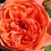 Rose 'Summer Song' (Englische Rose) -Blumen Verkauf 2002020 Rose 20Summer 20Song Englische 20Rose 1
